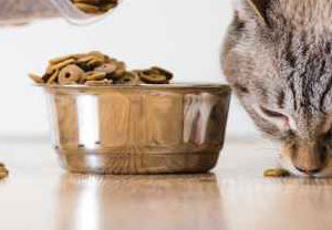 Dewormers for cats