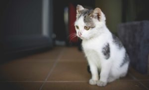 Small spotted kitten sitting on floor