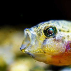 Dewormers for fish