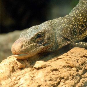 Reptile antibiotics